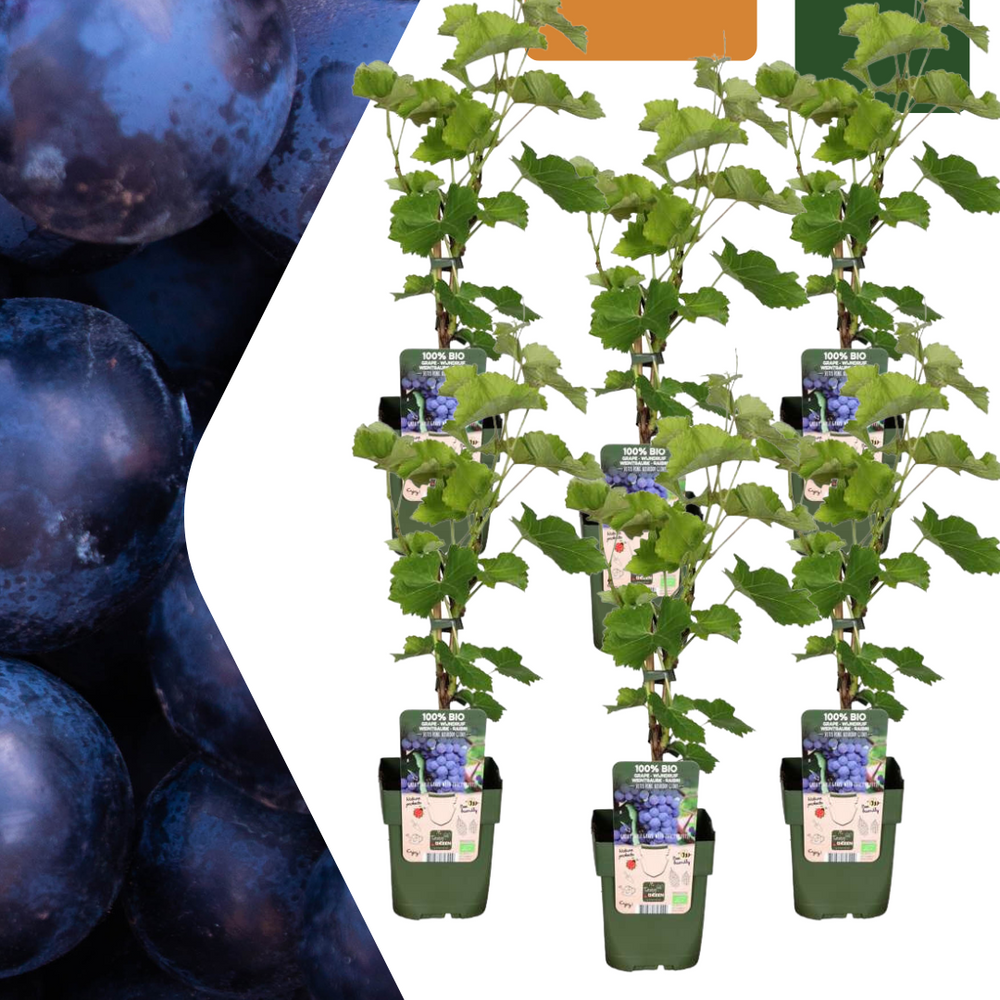 6 x Organic Grape Plants – Ø 13 cm – ↨ 20 cm