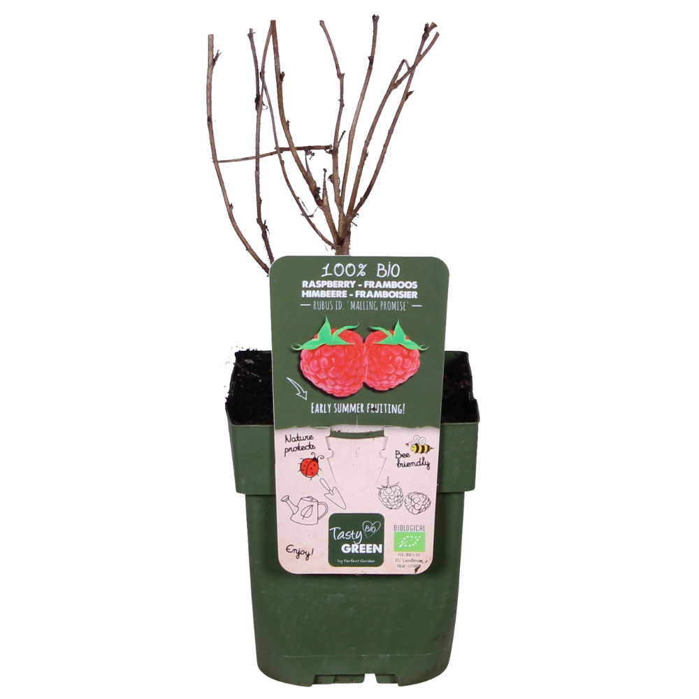 Rubus idaeus 'Malling Promise' - Ø13cm - ↕45cm