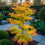 Acer palmatum Orange Dream x2