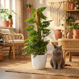 Monkey Mask - Monstera Adansonii Moss Pole - 19cm Pot - 90cm Height