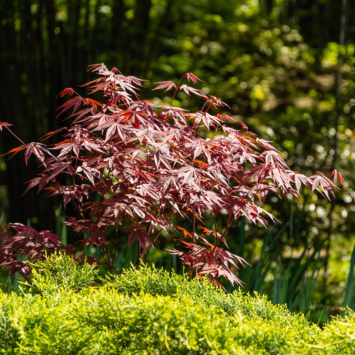 Acer palmatum Atropurpureum x2