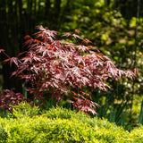 Acer palmatum Atropurpureum x2