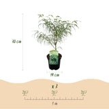 Acer palmatum Koto-no-ito x2