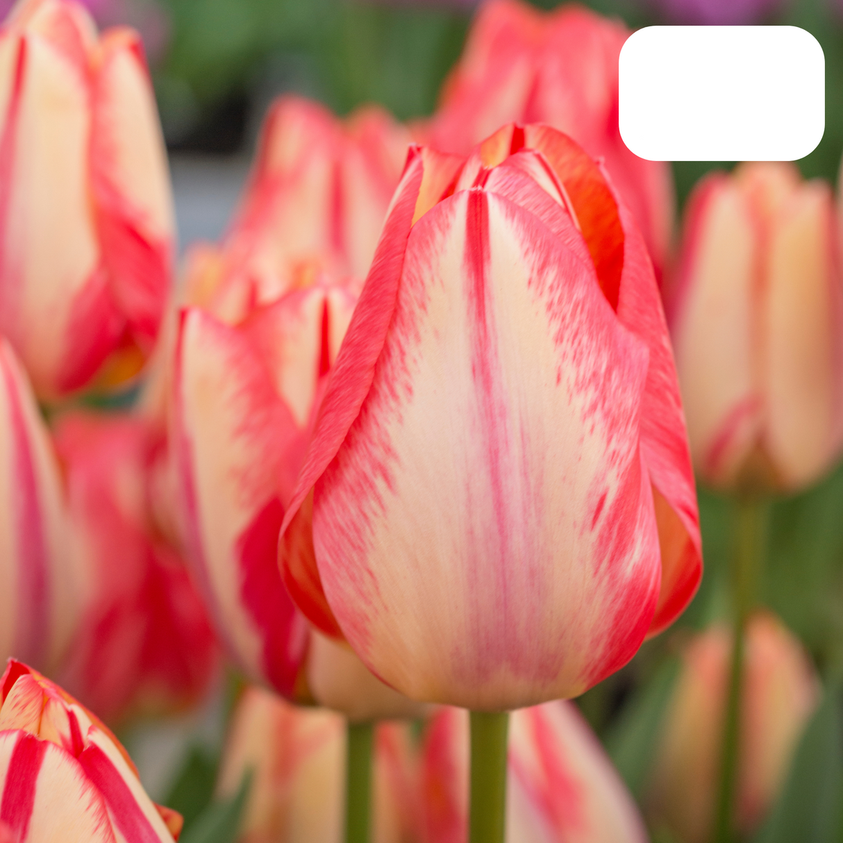 Red-Orange Tulip – Fiery / Pot – Size 11/12