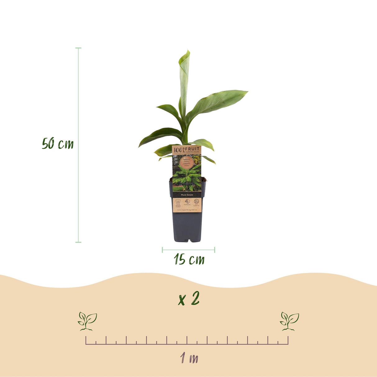 Japanese Fiber Banana - Musa Basjoo x2