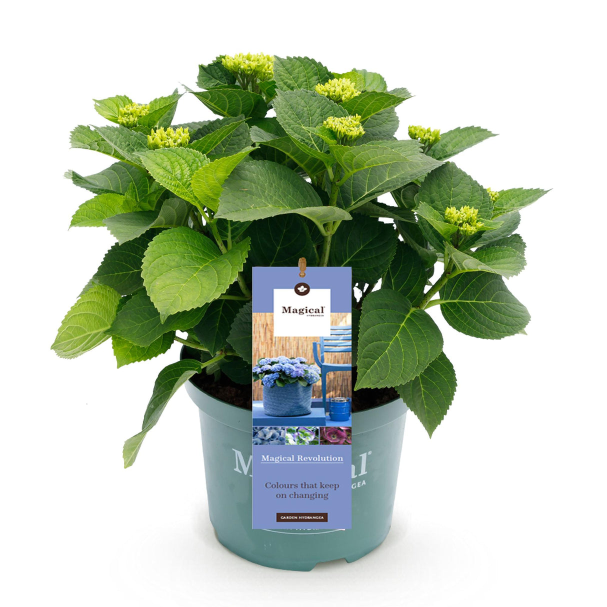 Hydrangea Magical Revolution Blue x2