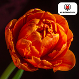 Orange Double-Flowered Tulip – Full, Warm & Eye-Catching – For Garden or Pot – Size 11/12 – Tulip Bulbs Icon – 20 Pieces