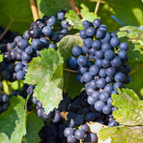 Blue Grape x2