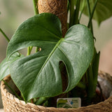 Swiss Cheese Plant - Monstera Deliciosa Moss Pole - 1 Plant - with Basket - Pot 19cm - Height 90cm