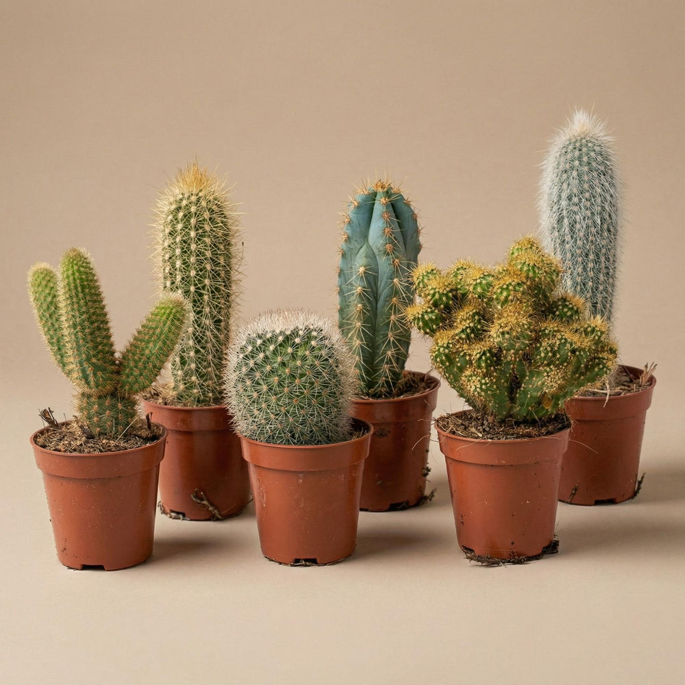 Kaktus-Set 6 Stück mit Mini-Keramiktöpfen Barcelona