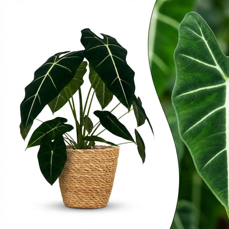 Green boutiQ - Zimmerpflanze - Elefantenohr - Alocasia Frydek - Grün - Pflegeleicht - 1 Pflanze - mit Korb - Topf 19cm - Höhe 60cm