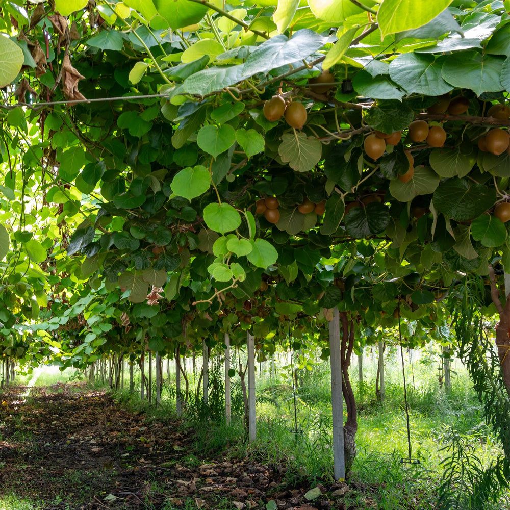 Green Kiwi - Actinidia deliciosa 'Jenny' x2