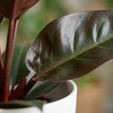 Philodendron - Philodendron Imperial Red - Pot 19cm - Height 60cm
