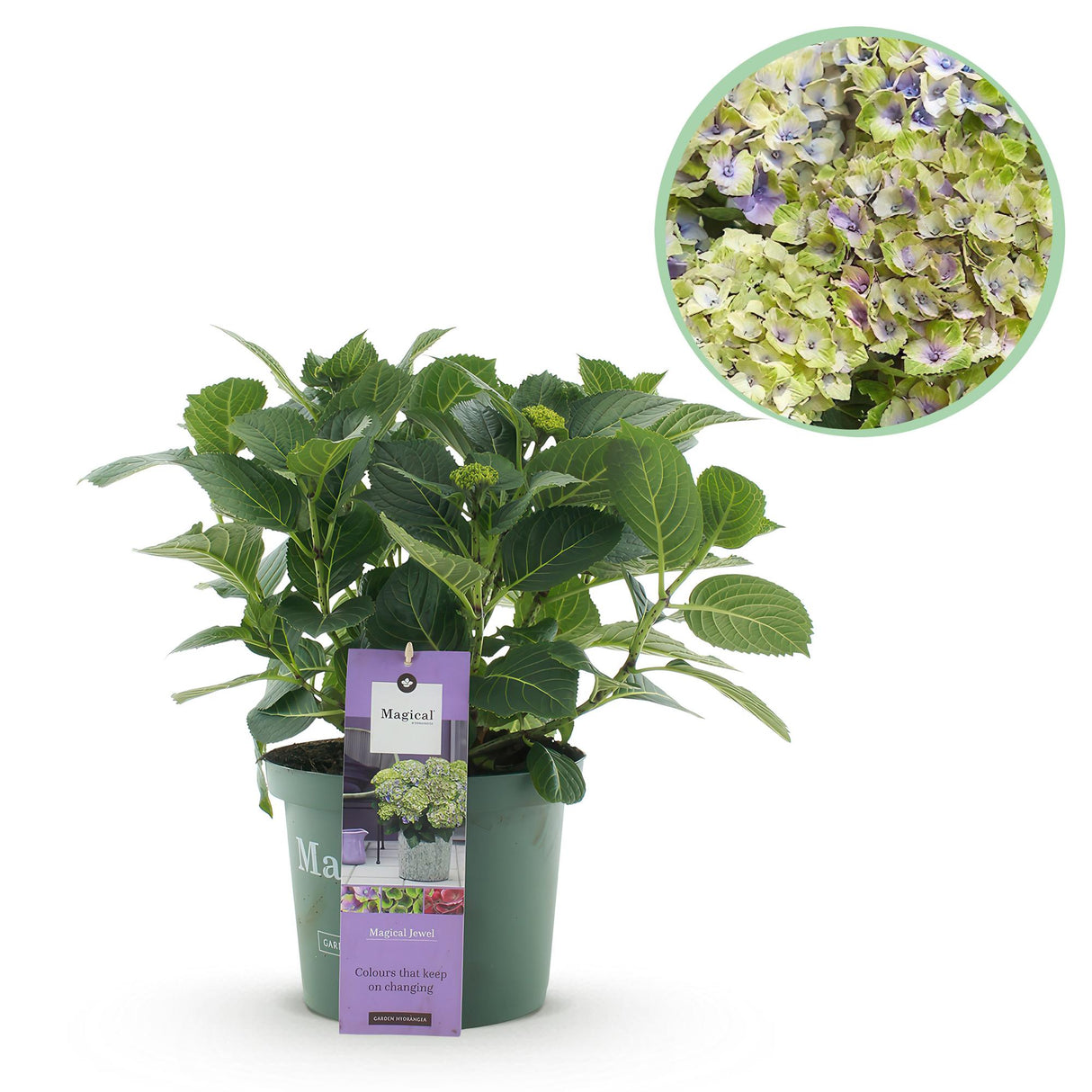 Hydrangea Magical Jewel Blue