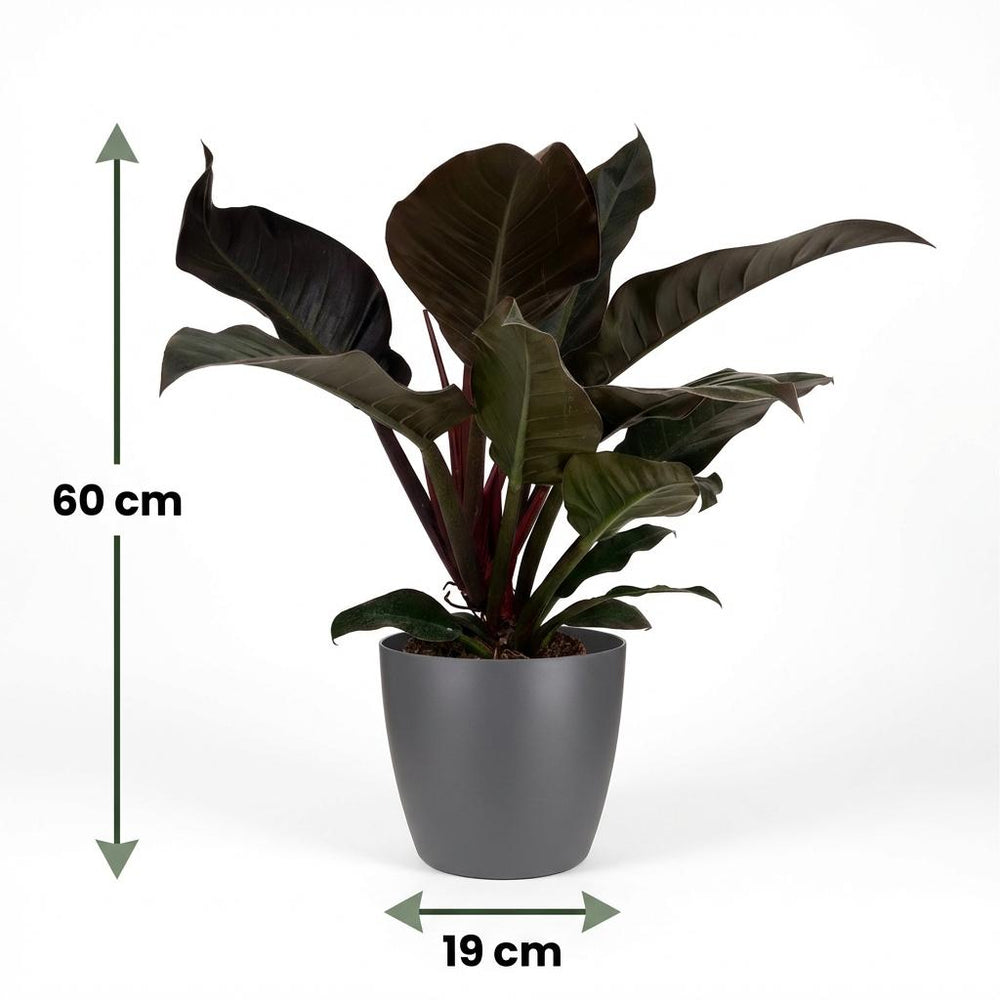 Philodendron - Philodendron Imperial Red - Topf 19cm - Höhe 60cm