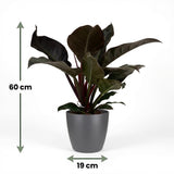 Philodendron - Philodendron Imperial Red - Topf 19cm - Höhe 60cm