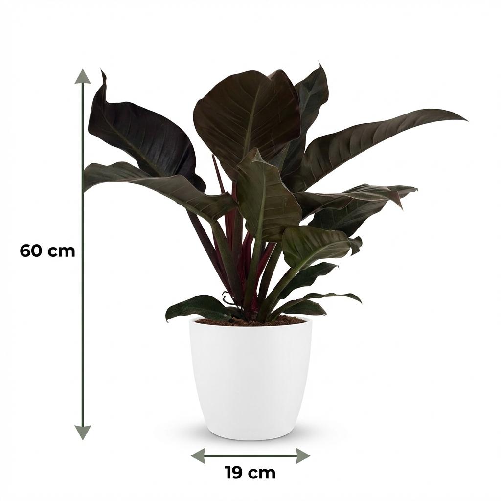 Philodendron - Philodendron Imperial Red - Pot 19cm - Height 60cm