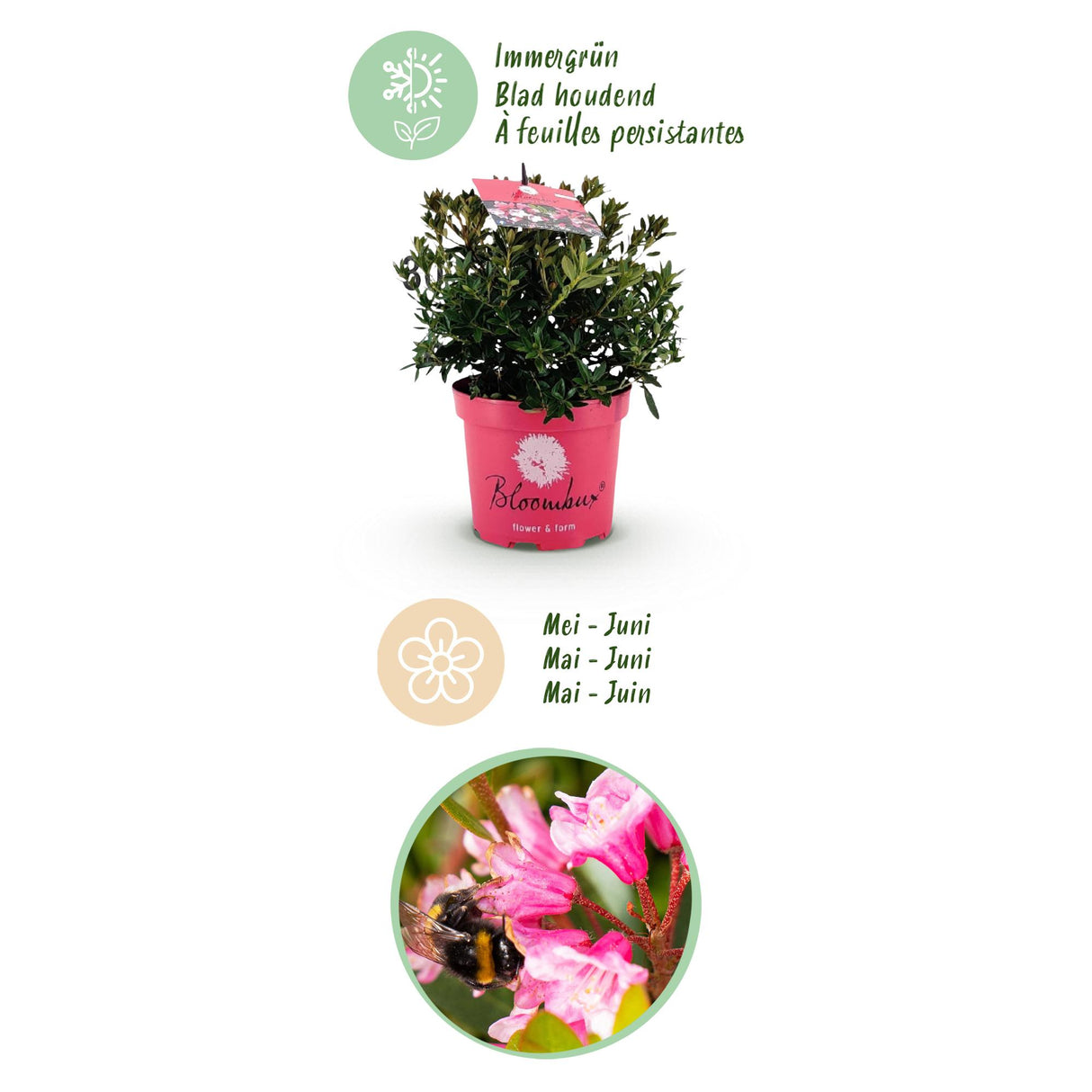 Zwergrhododendron - Rhododendron Bloombux Magenta - Blühender Buxus - Wenig Pflege - Rosa Blüte - 2 Pflanzen - Topf 17cm - Höhe 30-40cm