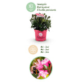Zwergrhododendron - Rhododendron Bloombux Magenta - Blühender Buxus - Wenig Pflege - Rosa Blüte - 2 Pflanzen - Topf 17cm - Höhe 30-40cm