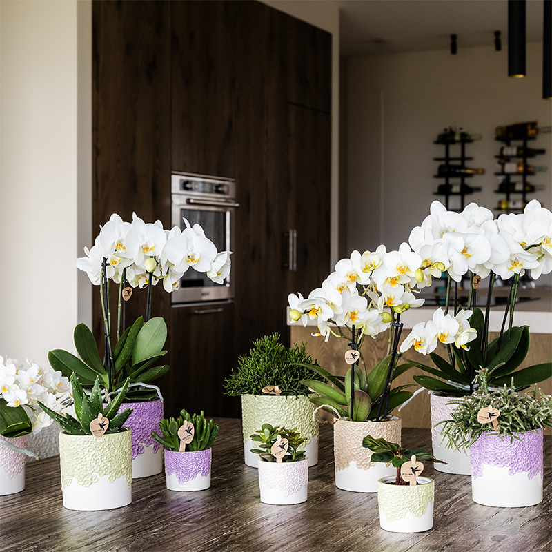 Kolibri Home | Bloom sierpot - Lila - Ø9cm