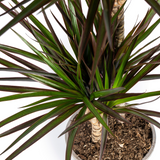 Dracaena Marginata Magenta