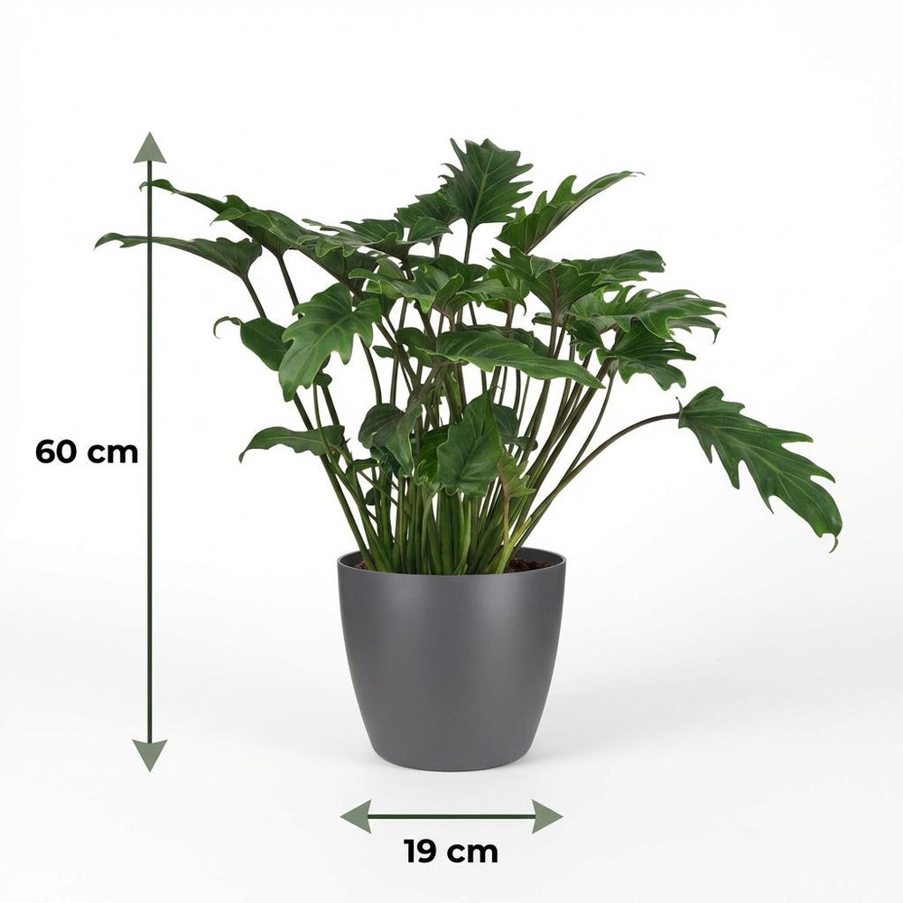 Green boutiQ - Zimmerpflanze - Philodendron - Philodendron Xanadu - Grün - Pflegeleicht - 1 Pflanze - mit Potter Grau - Topf 19cm - Höhe 60cm