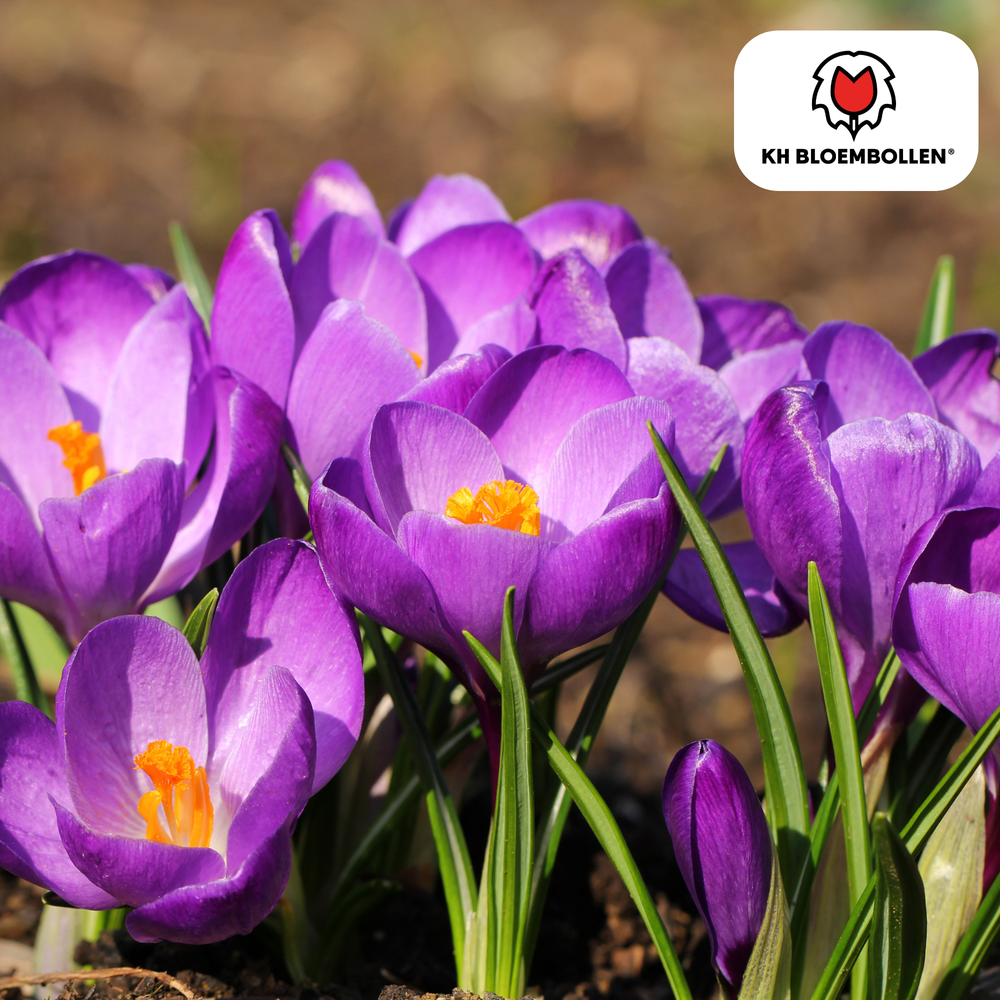 Krokusbollen paars 30 stuks