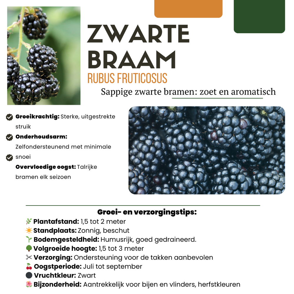 3 x Organic Blackberry Plants – Ø 13 cm – ↨ 20 cm
