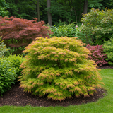 Acer palmatum Matamorphosa x2