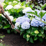 Hydrangea macrophylla Forever & Ever Blue x2