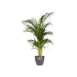 Pot elho Brussels Round Anthracite D30 x H27