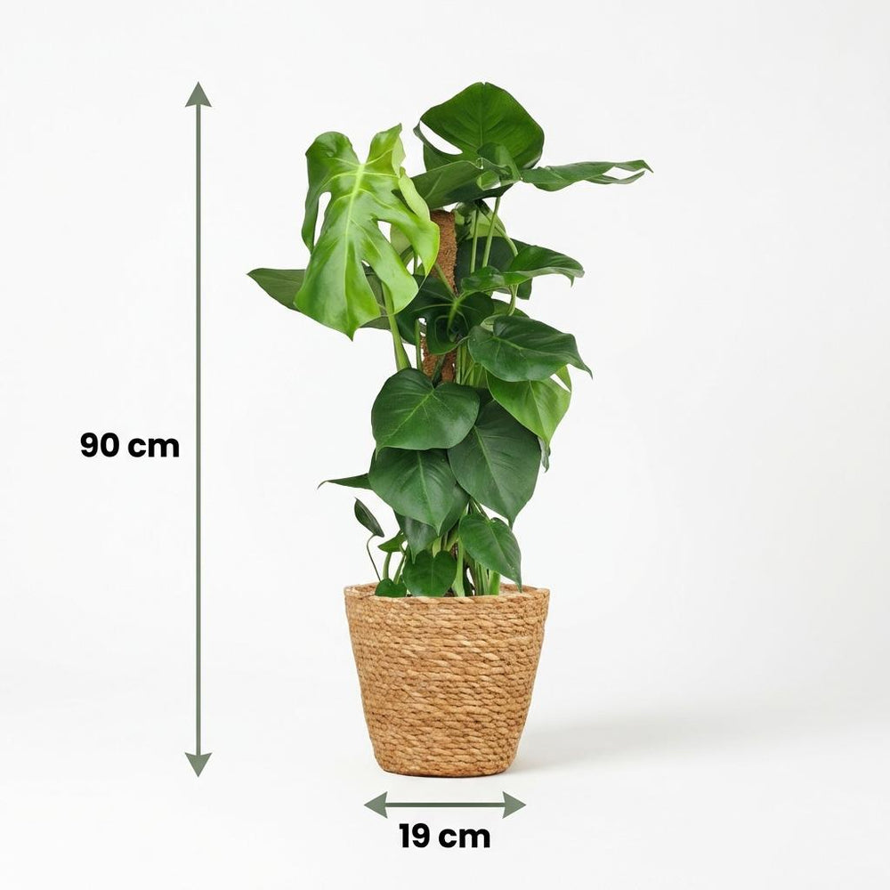 Swiss Cheese Plant - Monstera Deliciosa Moss Pole - 1 Plant - with Basket - Pot 19cm - Height 90cm