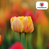Orange Double-Flowered Tulip – Full, Warm & Eye-Catching – For Garden or Pot – Size 11/12 – Tulip Bulbs Icon – 20 Pieces