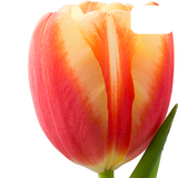 Tulip Bulbs Jan Seignette – 20 Pieces | Red-Yellow Striped Tulip – Classic & Striking – For Garden or Pot – Size 11/12 – Fresh from the Grower