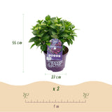 Hydrangea macrophylla Forever & Ever Purple x2