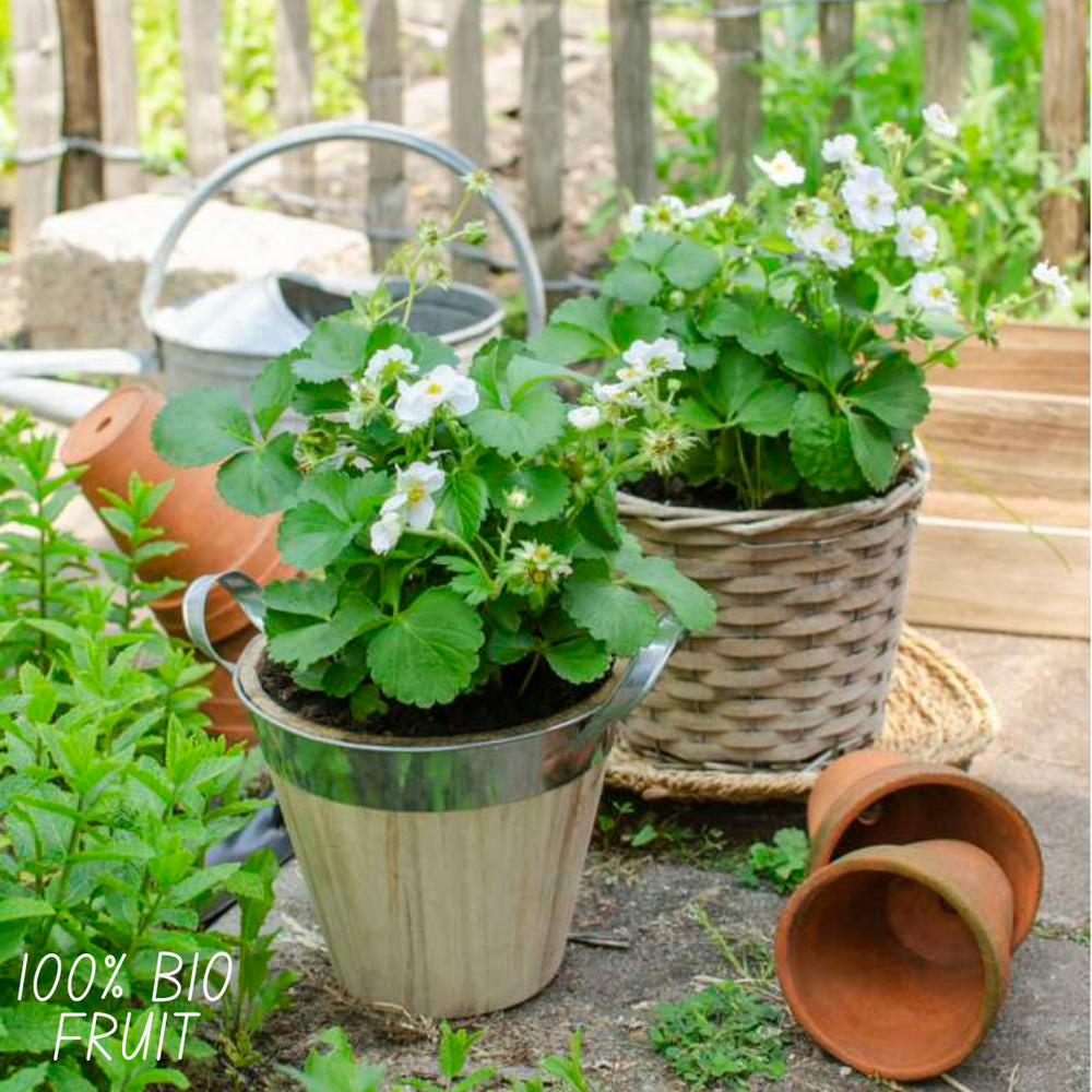 3x BIO Strawberry plants set