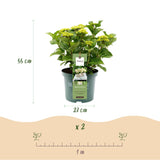 Hydrangea Magical Nobless white x2