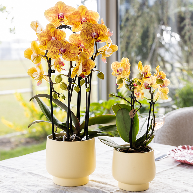 Orange Phalaenopsis Orchid Pot Size Ø12cm | Sunny Bunny | Flowering Houseplant – Fresh from the Grower