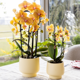 Orange Phalaenopsis Orchid Pot Size Ø12cm | Sunny Bunny | Flowering Houseplant – Fresh from the Grower