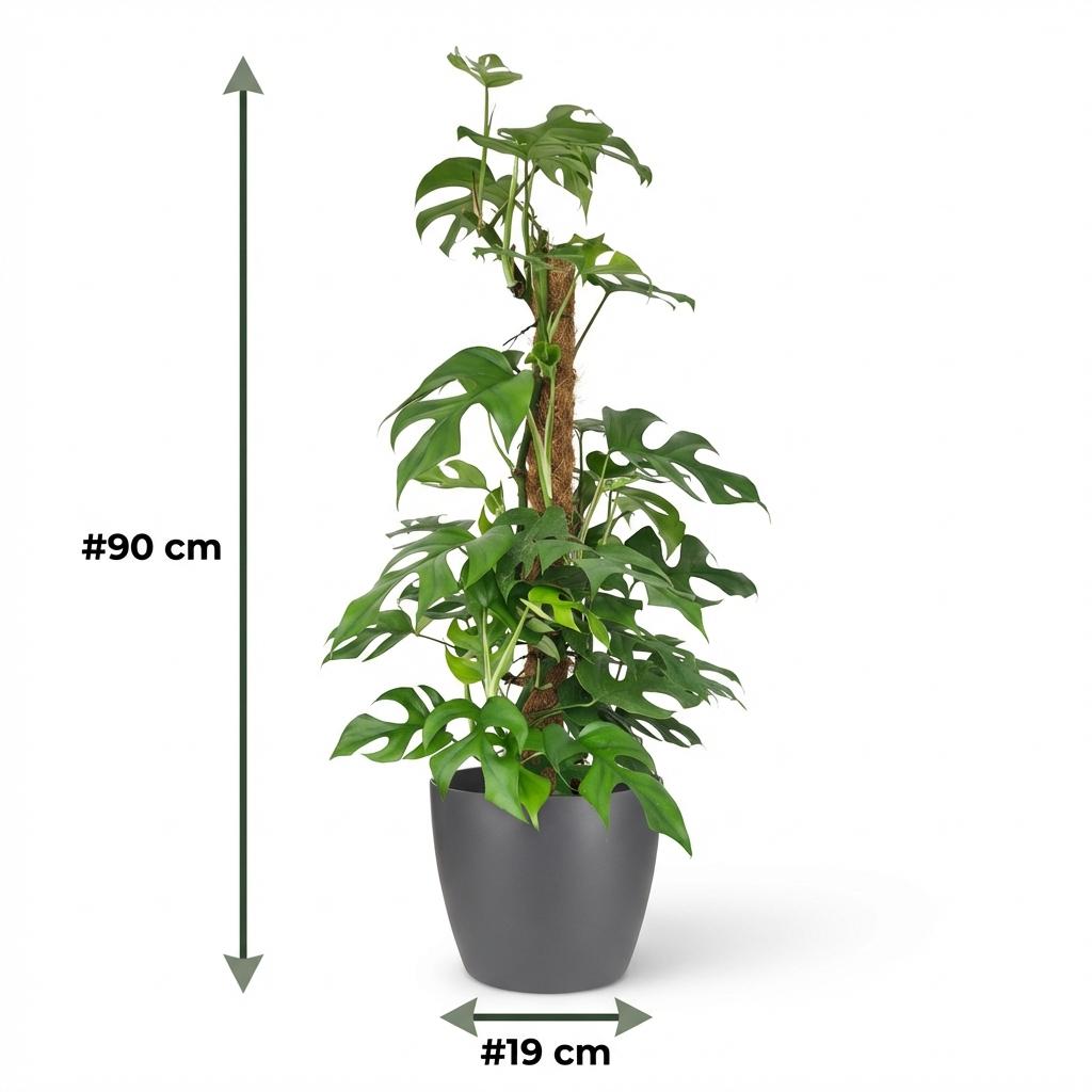 Mini Swiss Cheese Plant - Monstera Minima Moss Pole - with Grey Potter - Pot 19cm - Height 90cm