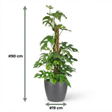 Mini Swiss Cheese Plant - Monstera Minima Moss Pole - with Grey Potter - Pot 19cm - Height 90cm