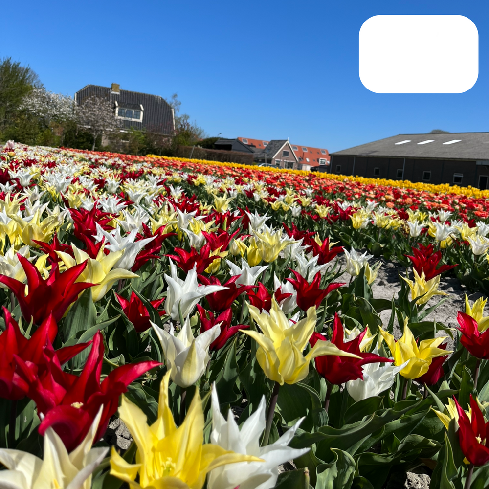 Tulpenbollen Tres Chic Mix – 20 Stuks | Geel & Witte Tulpen  – Voor Tuin of Pot – Maat 11/12