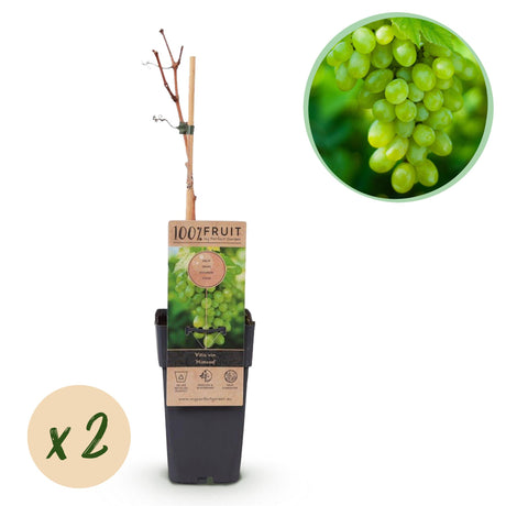 White Grape - Seedless x2