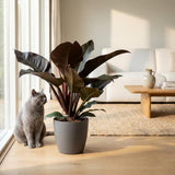 Philodendron - Philodendron Imperial Red - Topf 19cm - Höhe 60cm