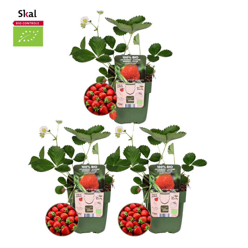 3x BIO Strawberry plants set