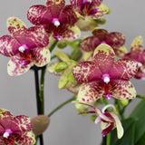 Orange-Yellow Phalaenopsis Orchid Pot Size Ø9cm | Grosseto | Flowering Houseplant – Fresh from the Grower
