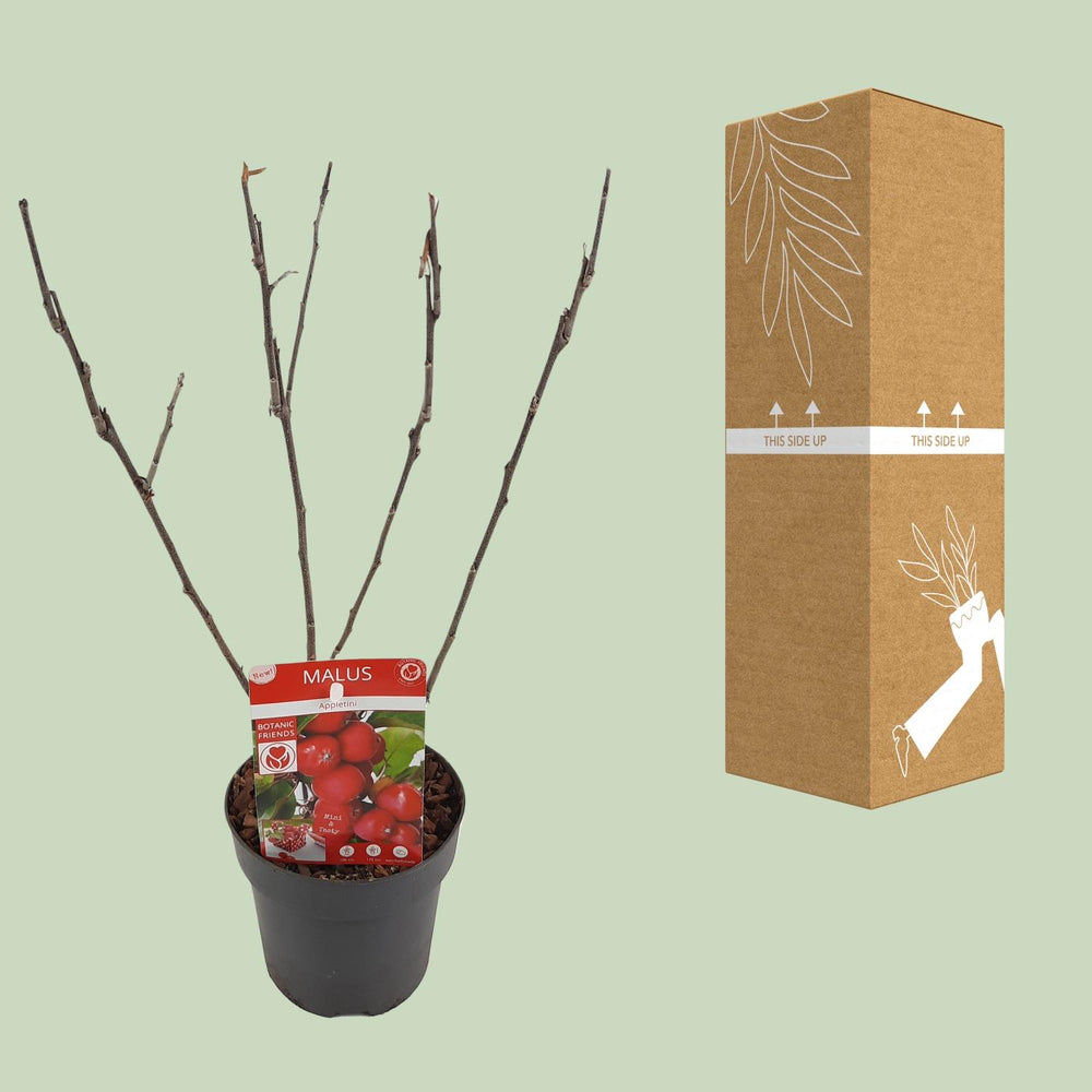 Malus 'Appletini' - Ø13cm - ↕10cm
