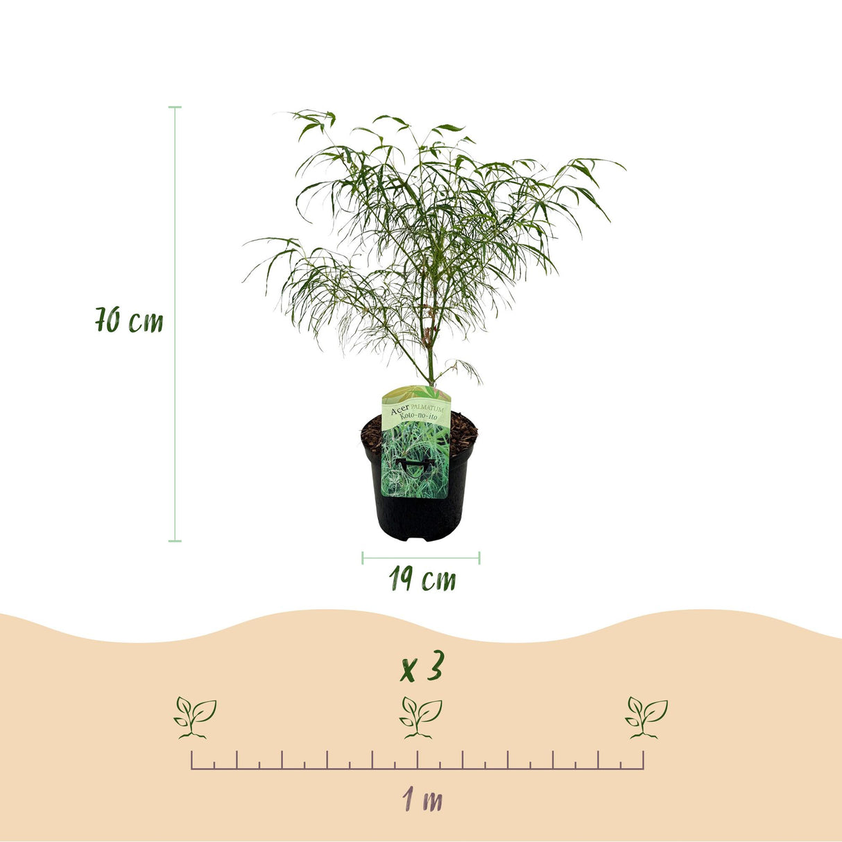 Acer palmatum Koto-no-ito x2