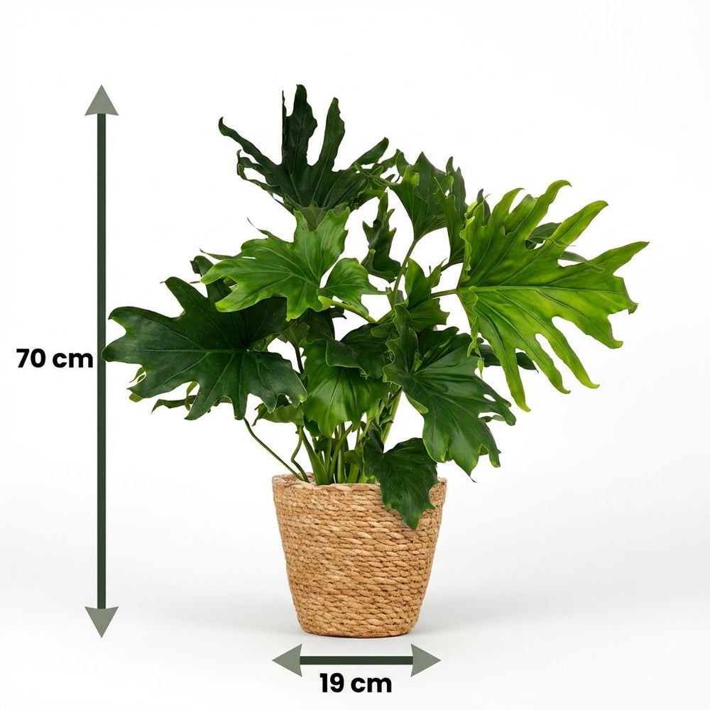 Philodendron - Philodendron Lickety split - Grün - Topf 19cm - Höhe 70cm