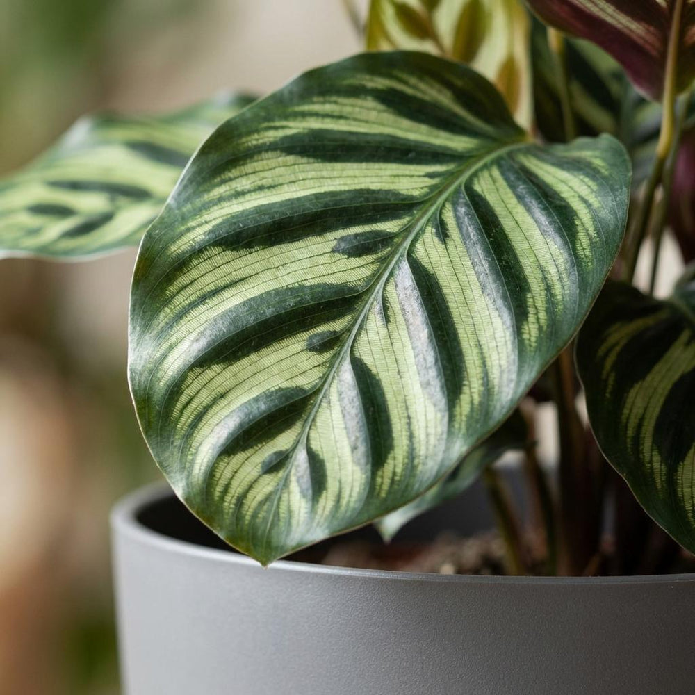 Peacock Plant - Calathea Makoyana - Green - 1 Plant - Pot 19cm - Height 70cm